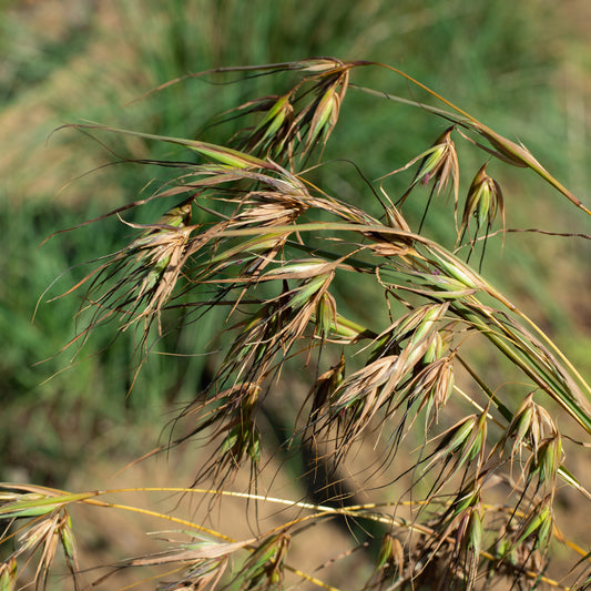 Kangaroo Grass