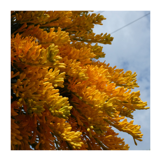 What is the Western Australian Christmas Tree?