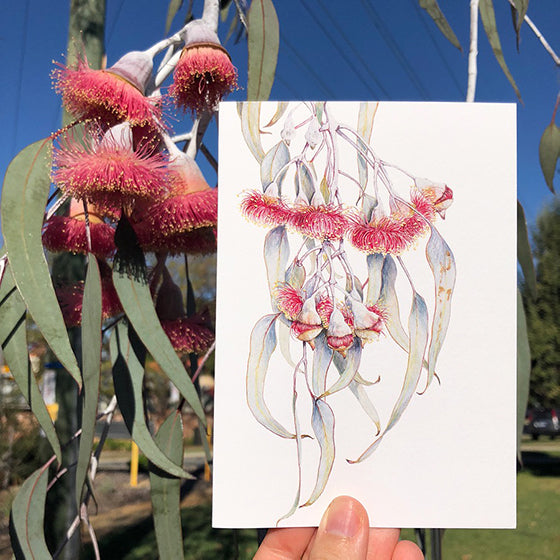 Eucalypt Greeting Cards & Gifts