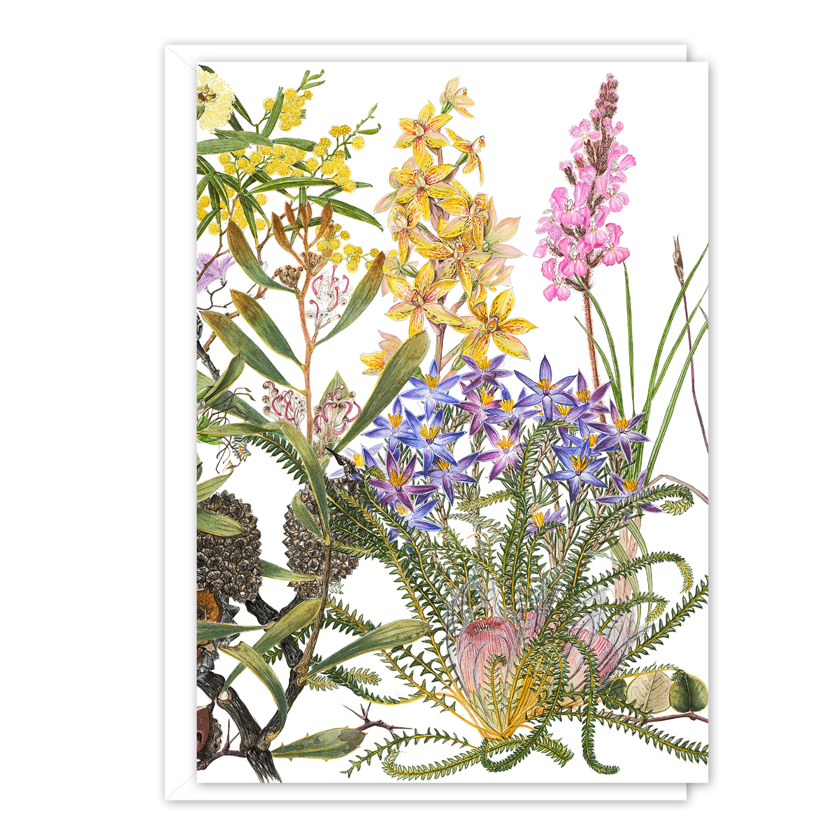 October Abundance (Cape Arid) Australian Botanical Card — A6