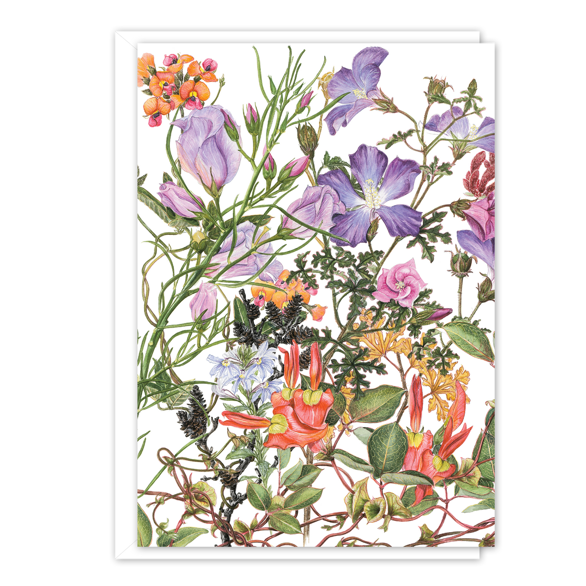 Hibiscus (Cape Arid) Australian Botanical Card — A6