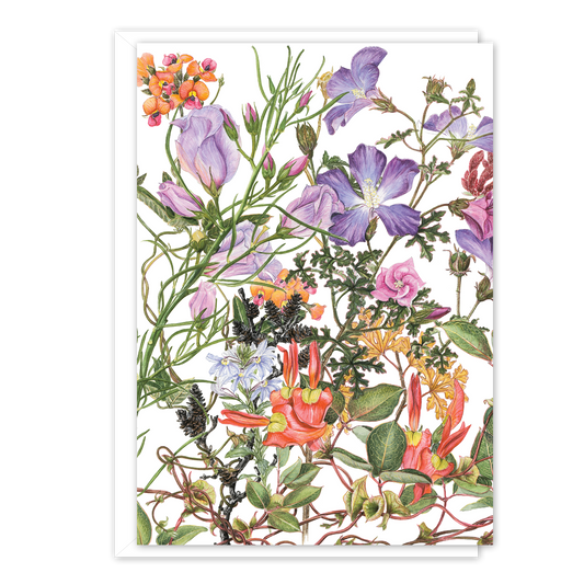 A6 Card: Hibiscus (Cape Arid)