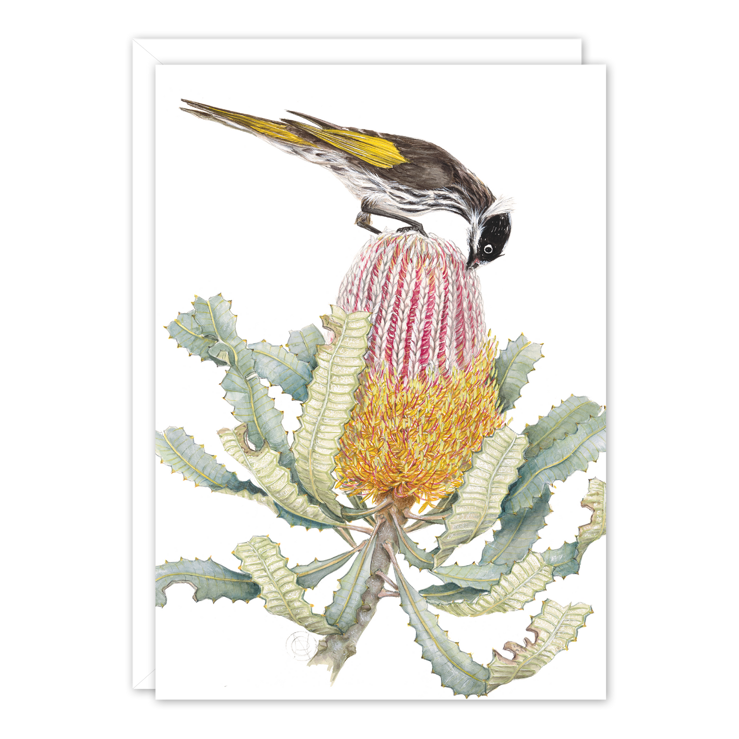 Honeyeater on Banksia Australian Greeting Card — A6