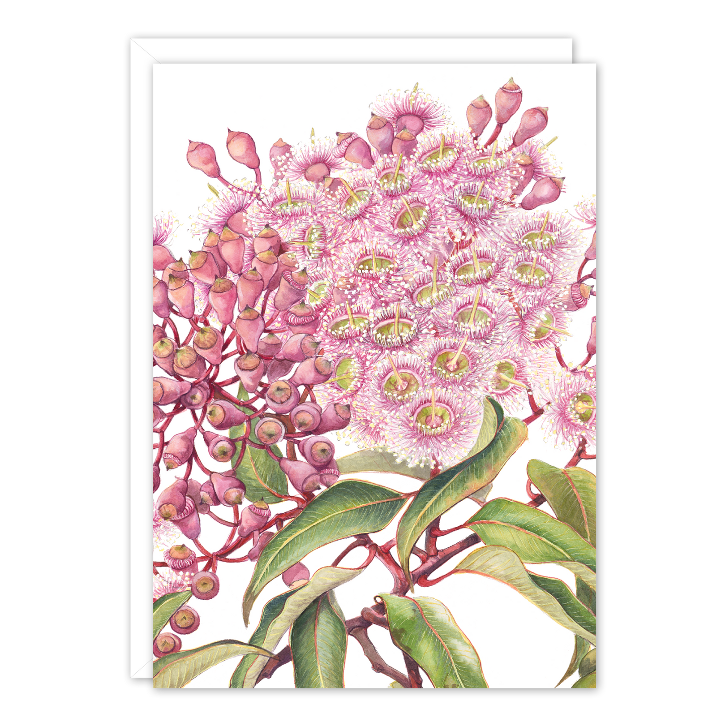 Pink Gum Australian Botanical Card — A6