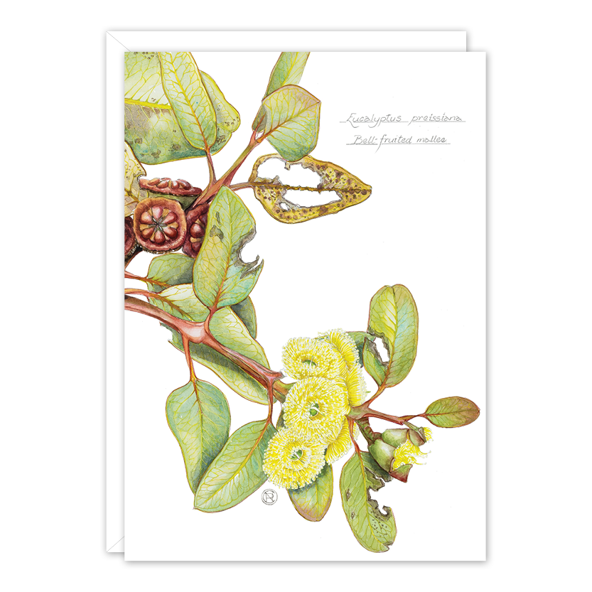 Bell-fruited Mallee Australian Botanical Card — A6
