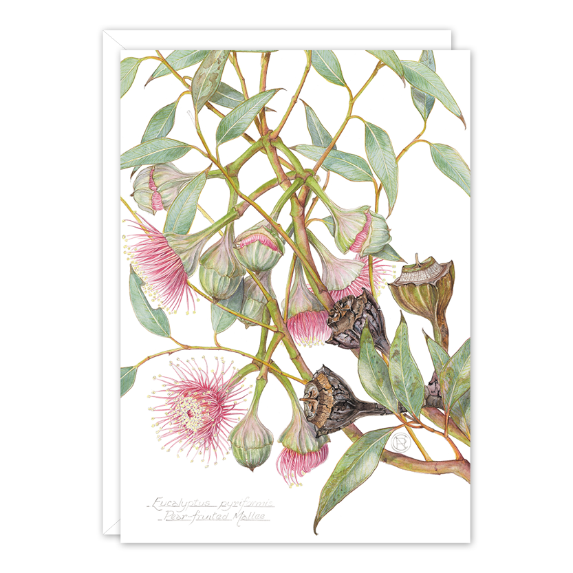 Pear-fruited Mallee Australian Botanical Card — A6