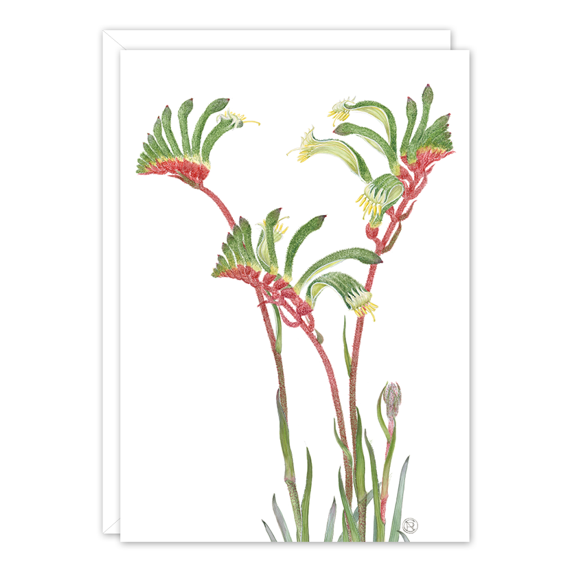 Red & Green Kangaroo Paw Australian Botanical Card — A6