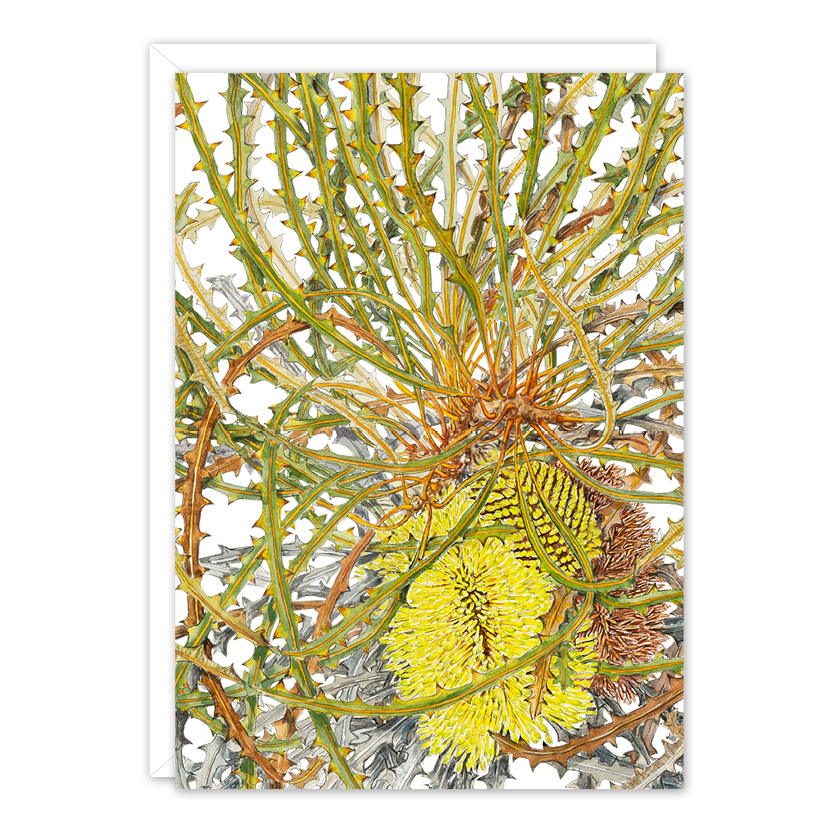 Swordfish Banksia Australian Botanical Card — A6