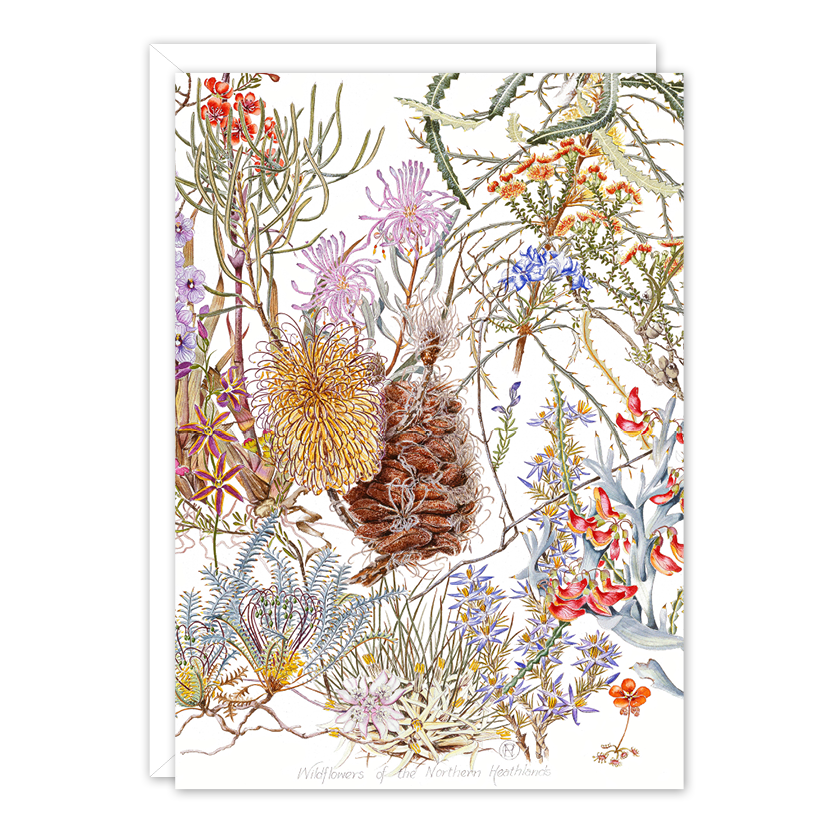 Wildflowers of the Northern Heathland Australian Botanical Card — A6