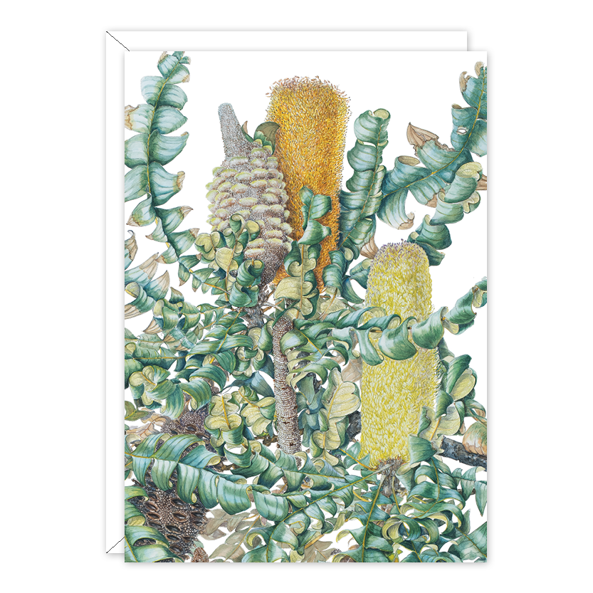 Bull Banksia Australian Botanical Card — A6