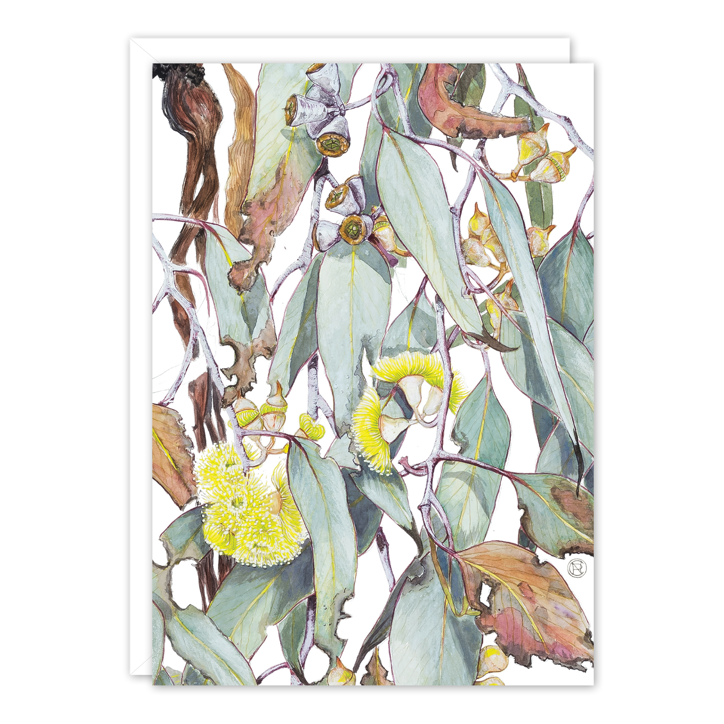 Eucalyptus woodwardii Australian Botanical Card — A6