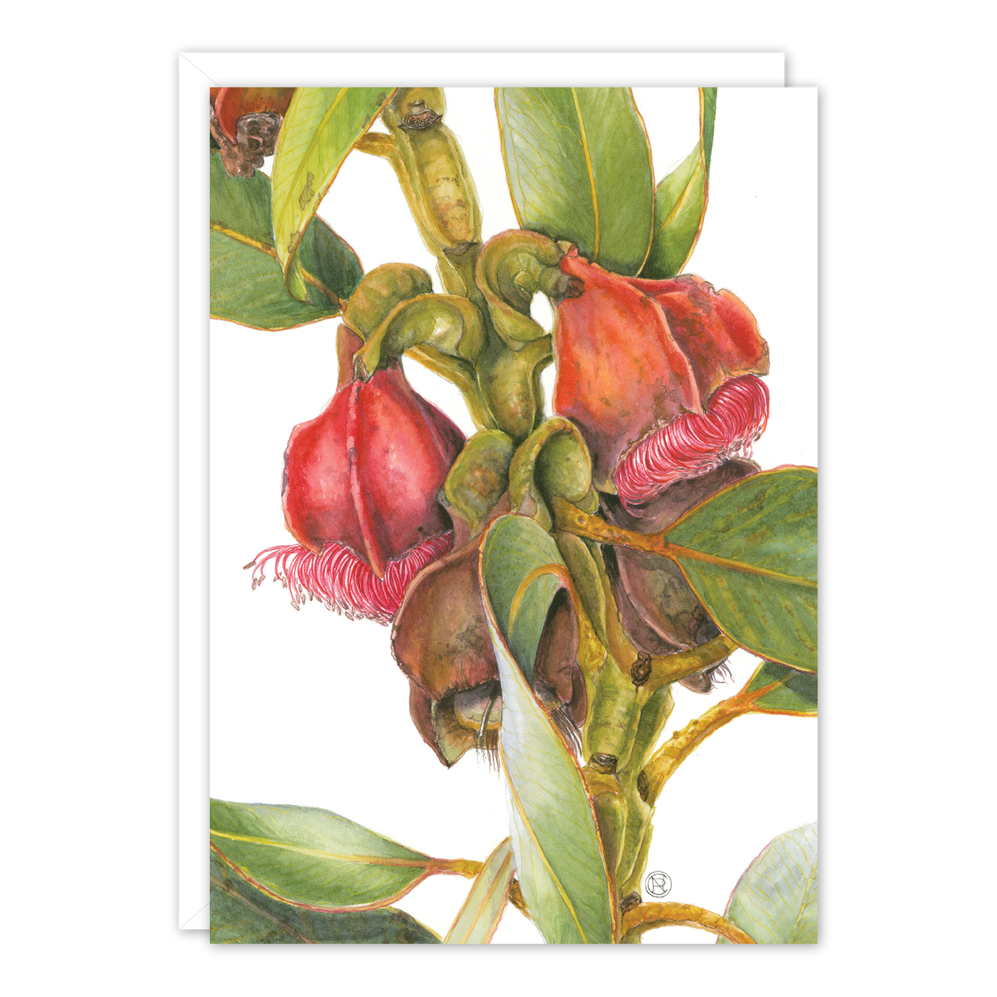 Eucalyptus brandiana Australian Botanical Card — A6