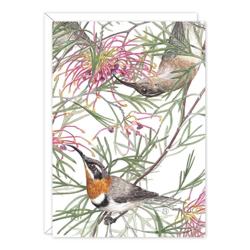 Grevillea & Western Spinebills Australian Wildlife Card — A6