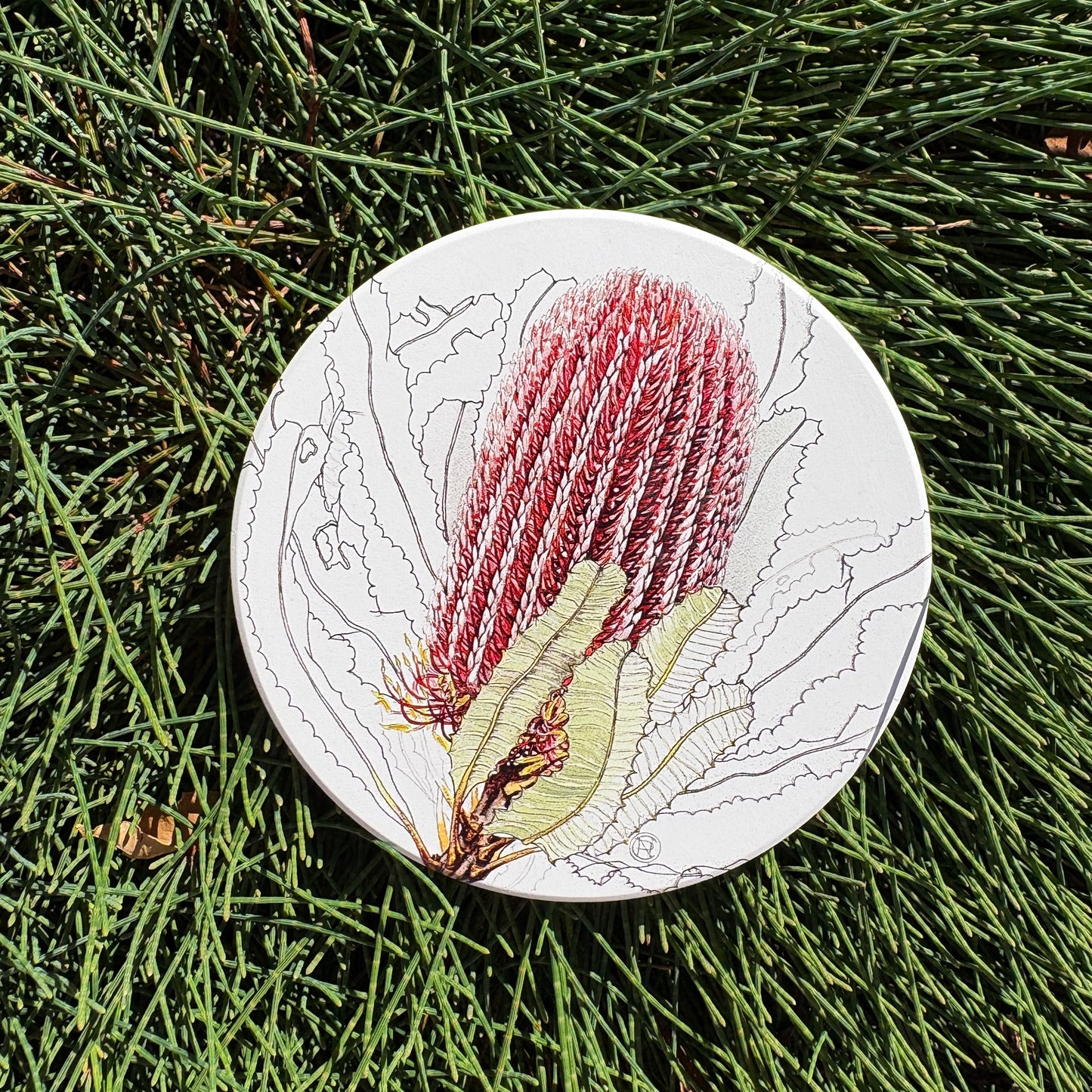 Firewood Banksia Inflorescence Australian Botanical Art Coaster