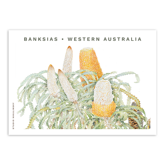 Postcard: Acorn Banksia - Banksias - Western Australia