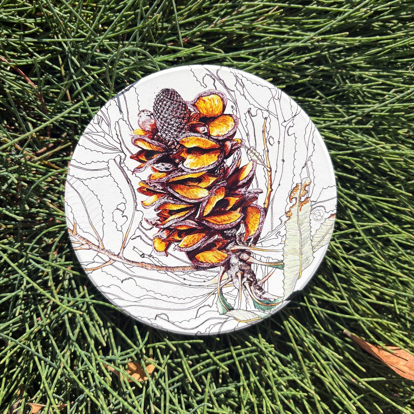 Firewood Banksia Cone Australian Botanical Art Coaster