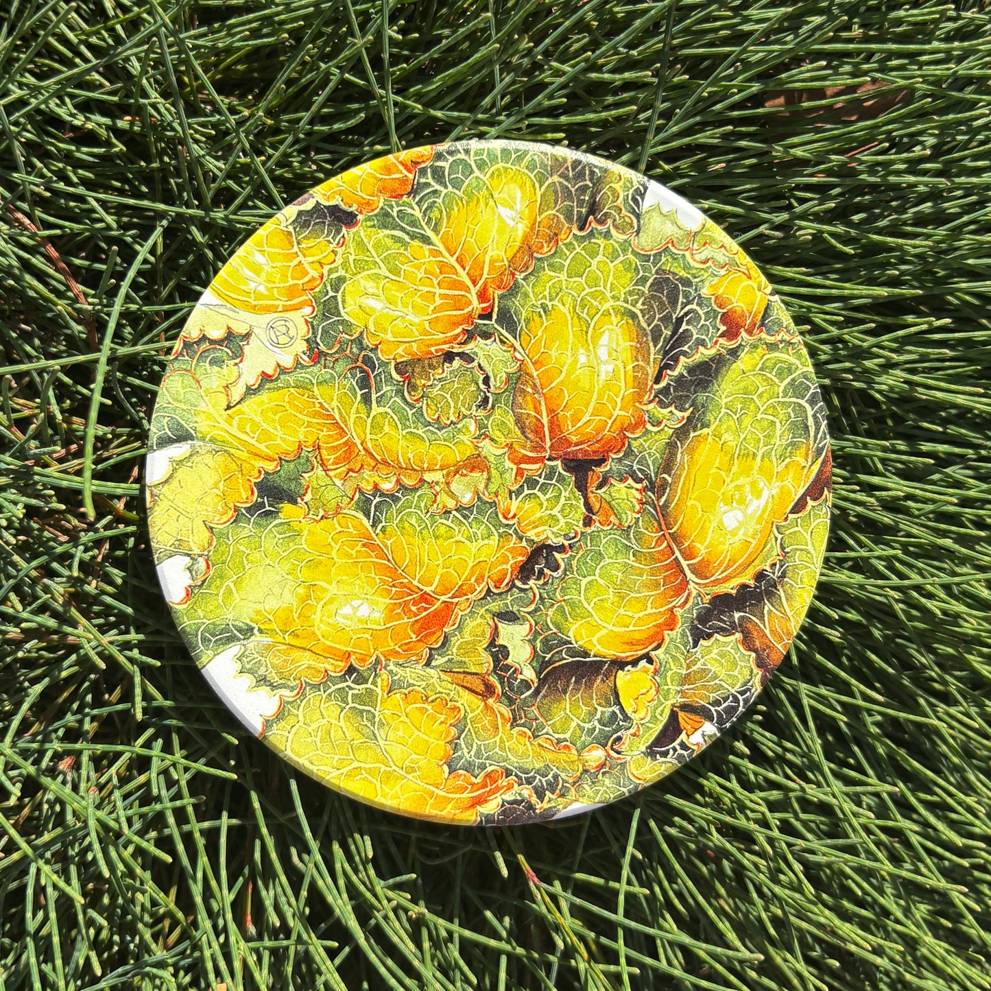 Royal Hakea Australian Botanical Art Coaster
