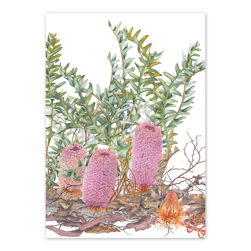 Banksia blechnifolia Australian Botanical Card — A6
