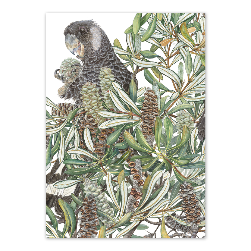 Coast Banksia & Carnaby’s Cockatoo Australian Wildlife Card — A6