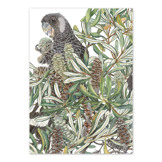 A6 Card: Coast Banksia & Carnaby’s Cockatoo