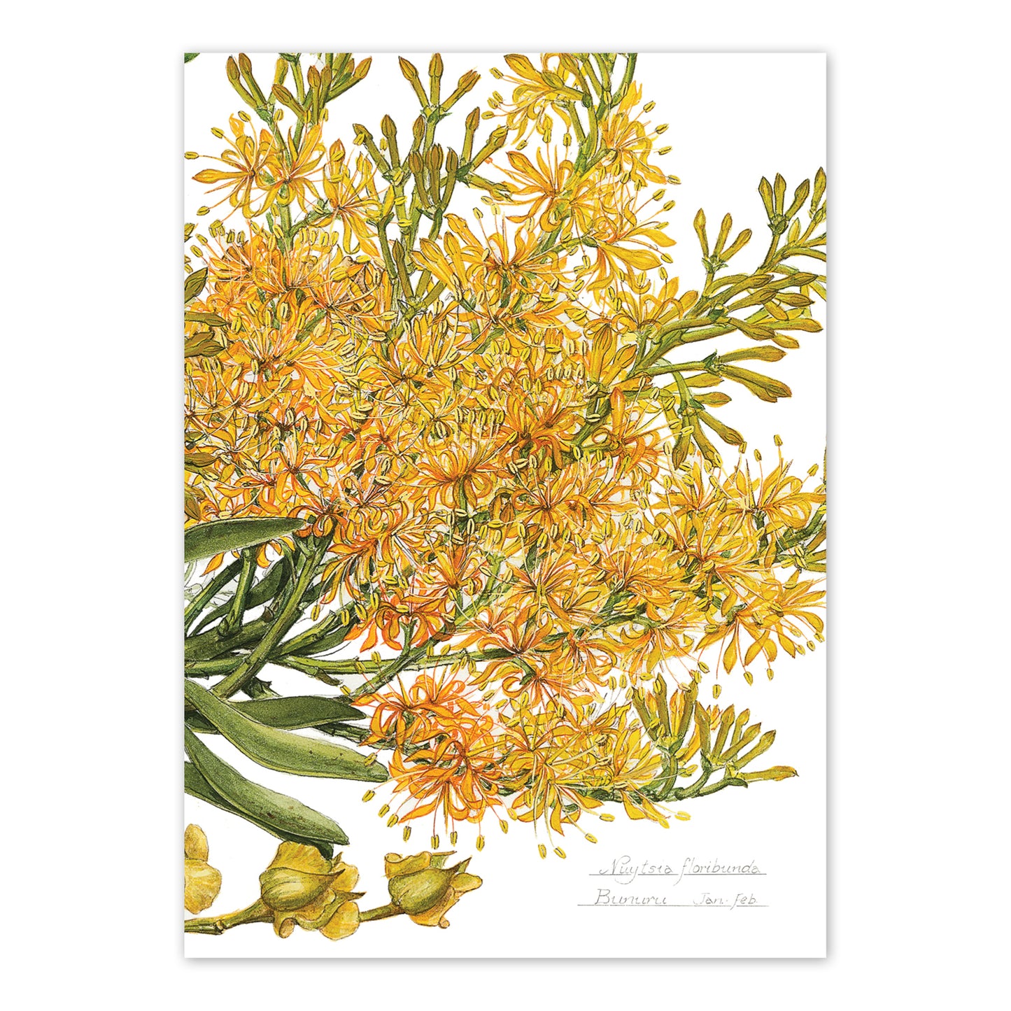Nuytsia floribunda (Cape Arid) Australian Botanical Card — A6