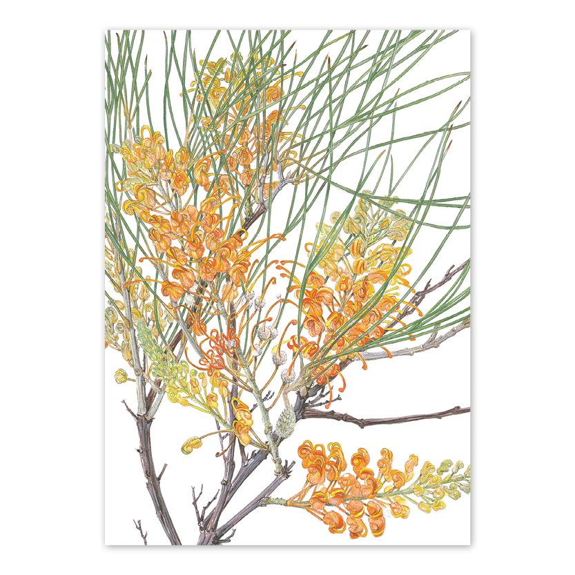 Honeysuckle grevillea Australian Botanical Card — A6