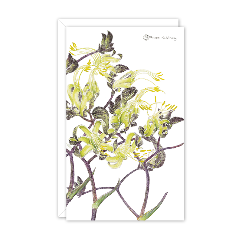 Black Kangaroo Paw Australian Botanical Card — Small