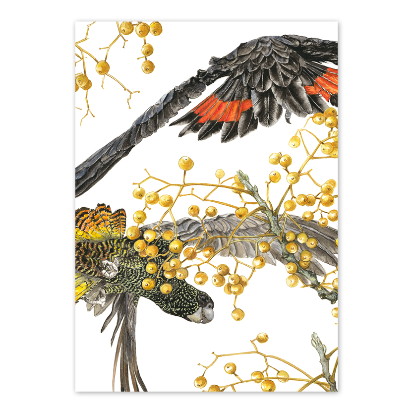 Red Tailed Black Cockatoo Australian Wildlife Card — A6