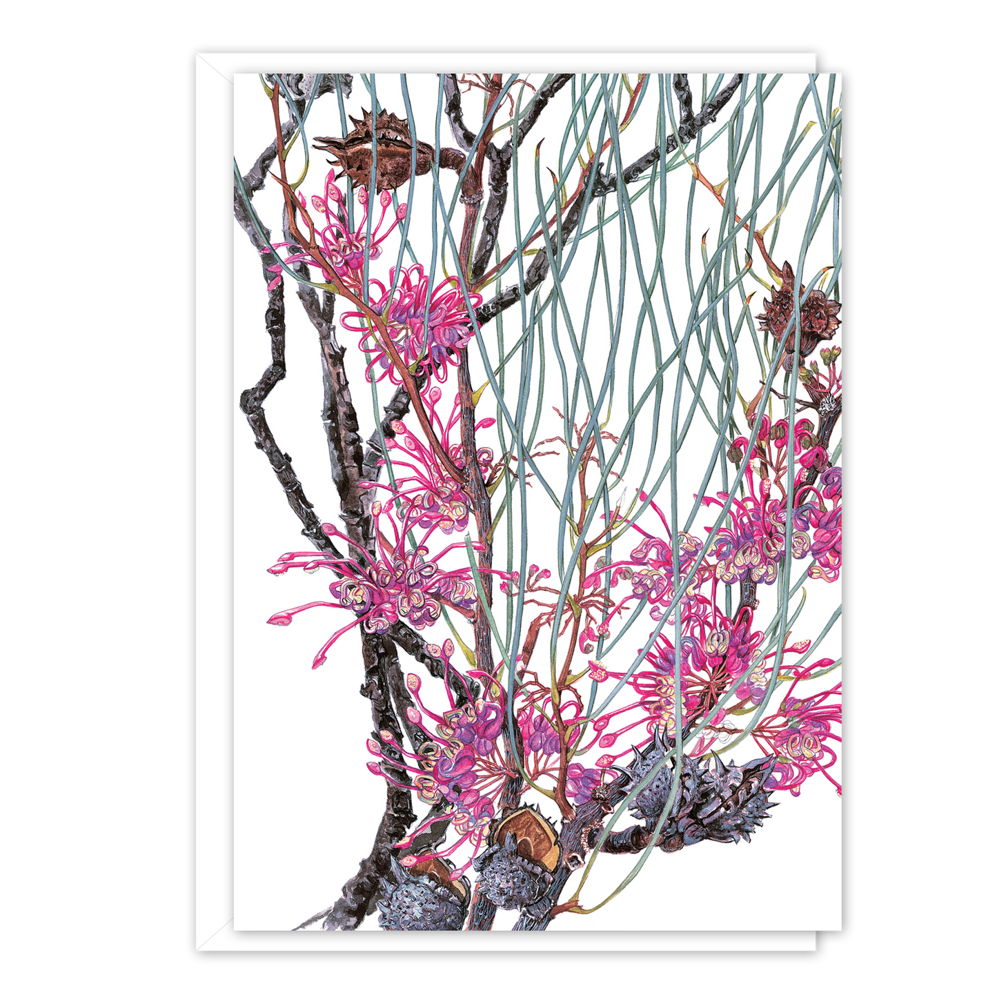 Hakea rhombales Australian Botanical Card — A6
