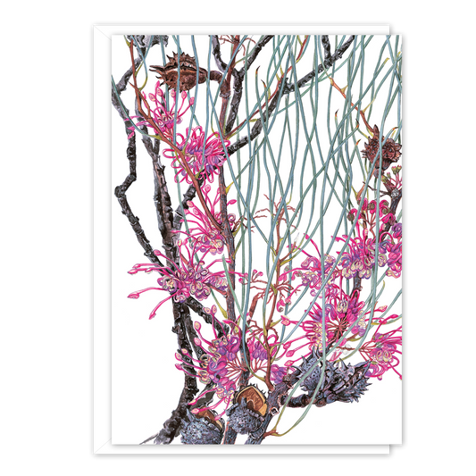 A6 Card: Hakea rhombales