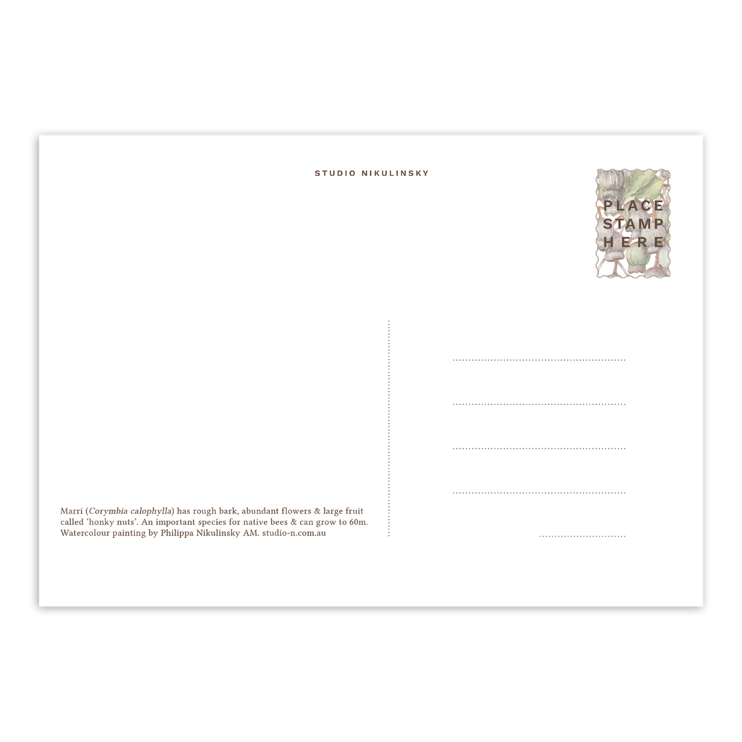 Marri Australian Botanical Postcard