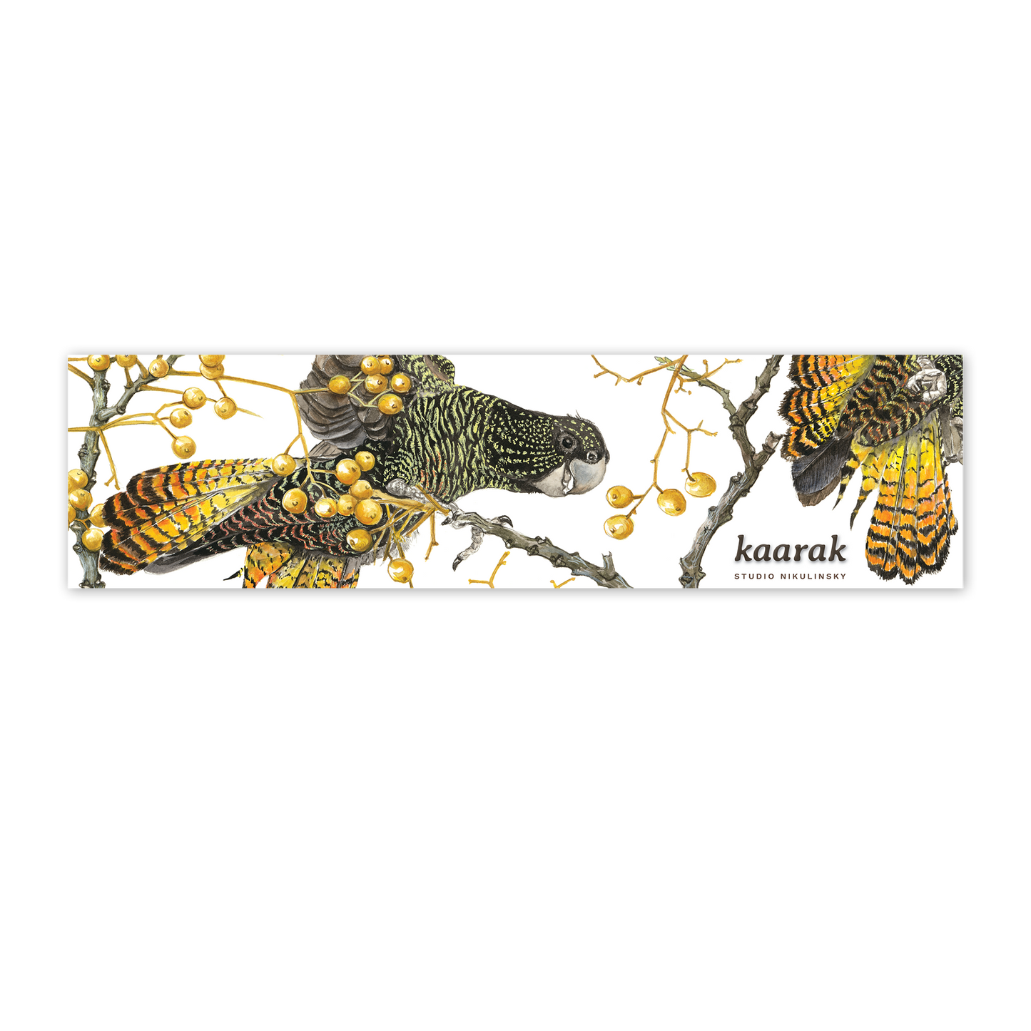 Red tailed black cockatoo, kaarak Bumper Sticker