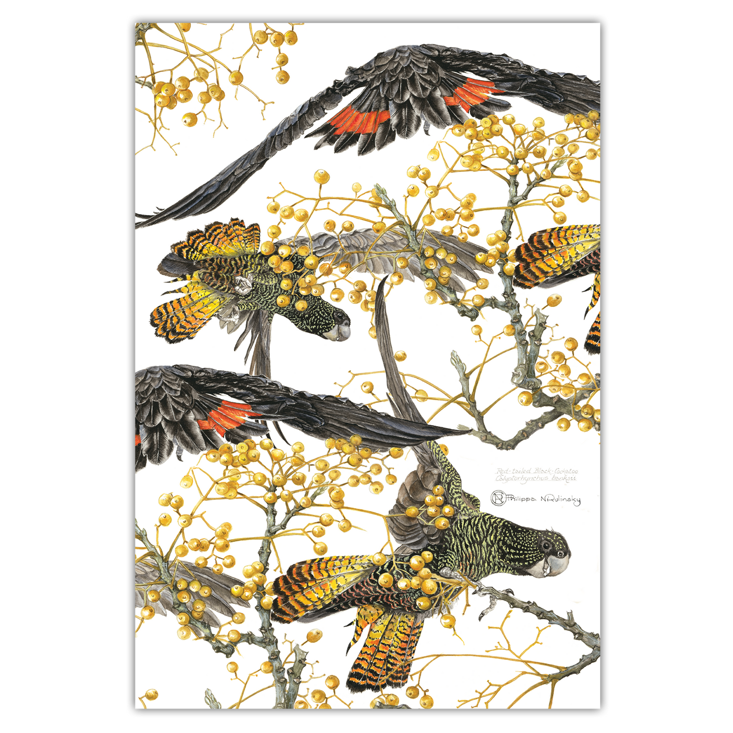 A digitally printed tea towel featuring a watercolor painting of Red-tailed Black Cockatoos perched on branches with yellow berries.