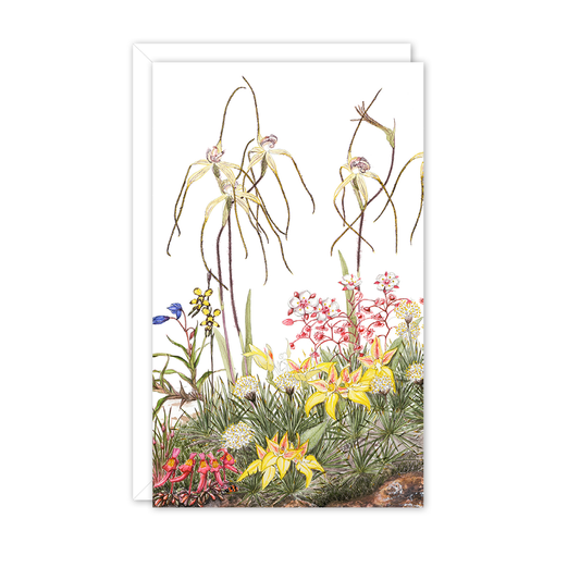 Small Card: Esperance Spider Orchids