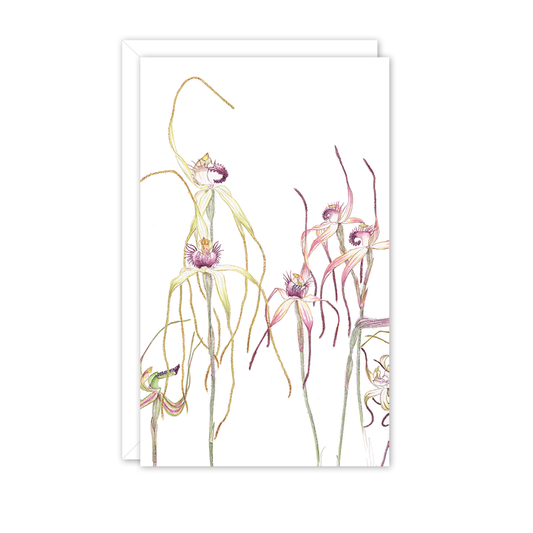Small Card: Spider Orchids