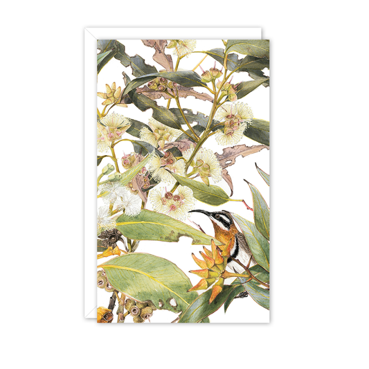 Small Card: Eucalyptus & Spinebill