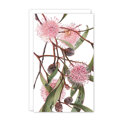 Small Card: Pincushion Hakea
