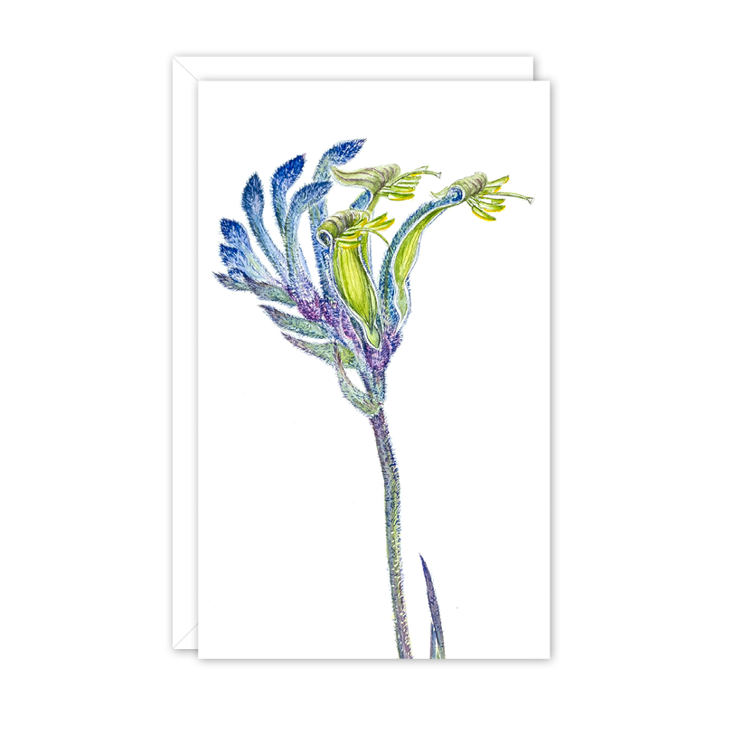 Blue Kangaroo Paw Australian Botanical Card — Small