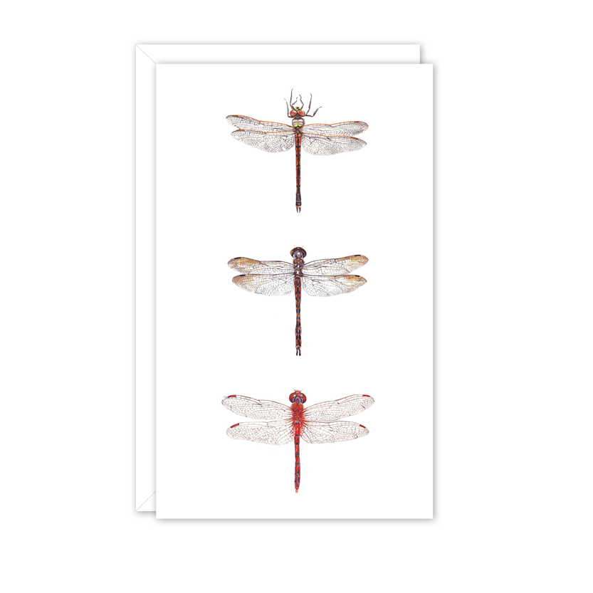 Dragonflies Australian Wildlife Card — Small