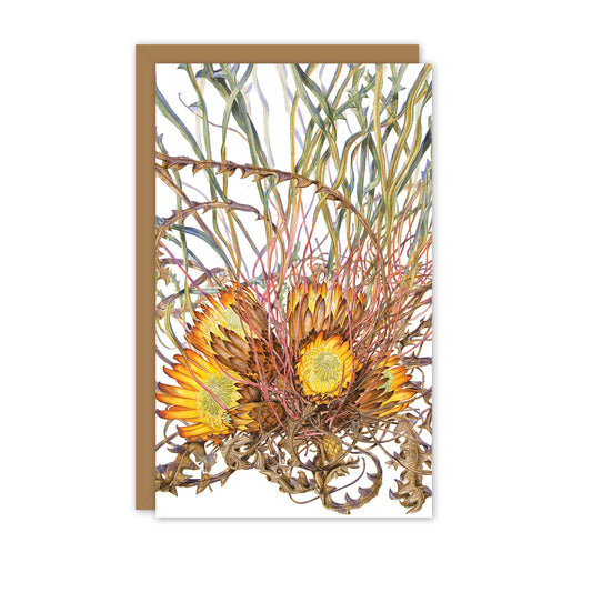 Small Card: Banksia rufa