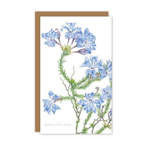 Small Card: Leschenaultia biloba