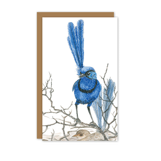 Small Card: Splendid Fairy Wren