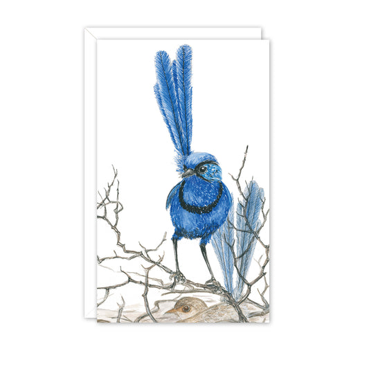 Small Card: Splendid Fairy Wren