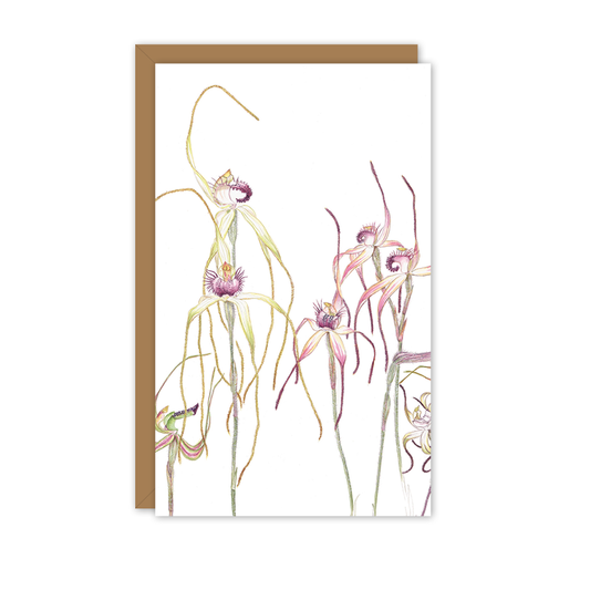 Small Card: Spider Orchids