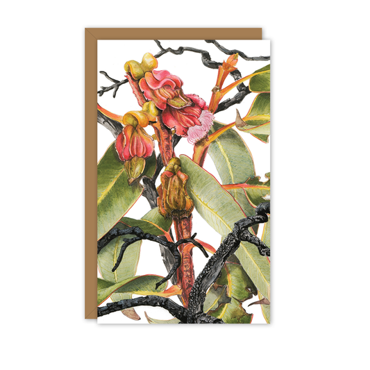 Small Card: Eucalyptus sweedmaniana