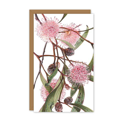 Small Card: Pincushion Hakea