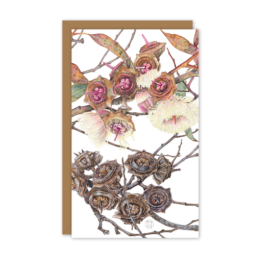 Small Card: Eucalyptus kingsmillii