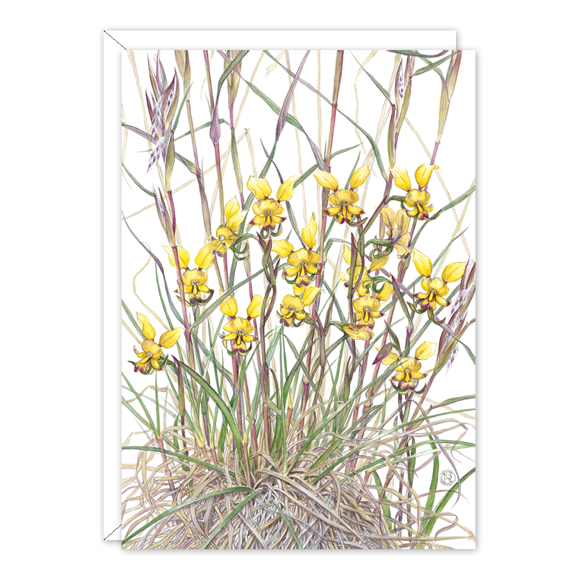 Granite Donkey Orchids Botanical Card — A6