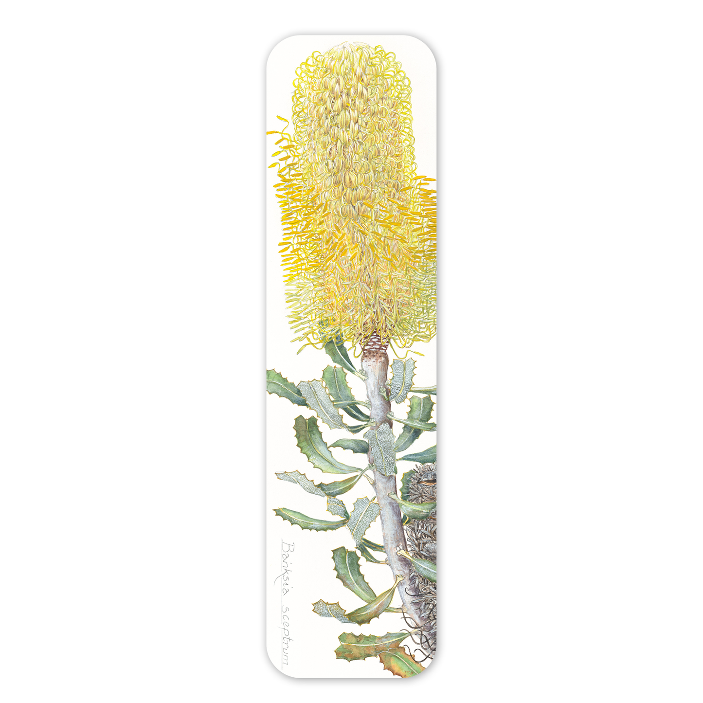 Banksia sceptrum — Australian Botanical Bookmark