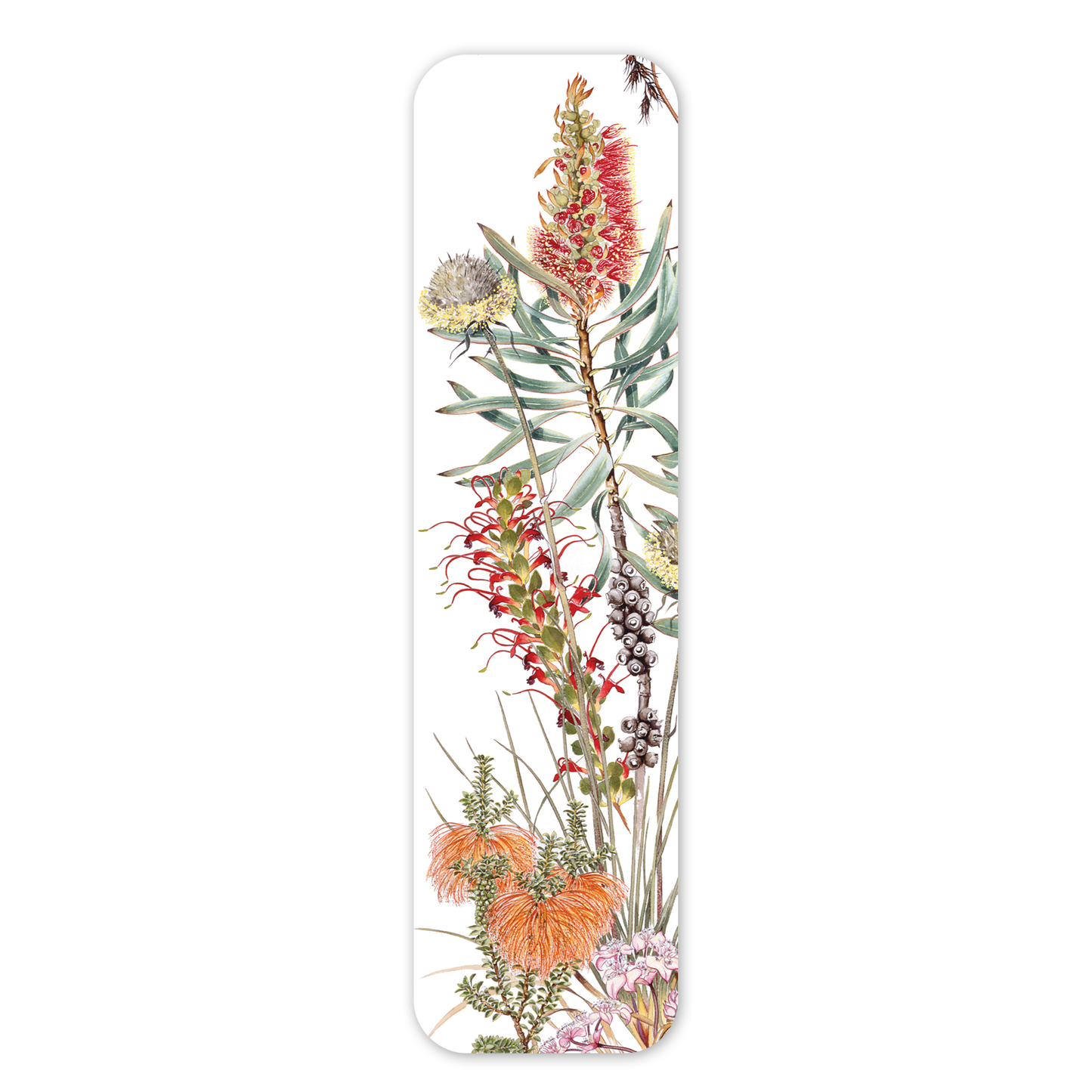 Albany bottlebrush — Australian Botanical Bookmark